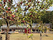Apfelbaum am HdN