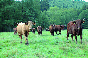 Waldweide mit Rindern