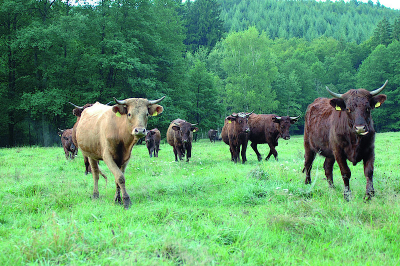 Waldweide mit Rindern