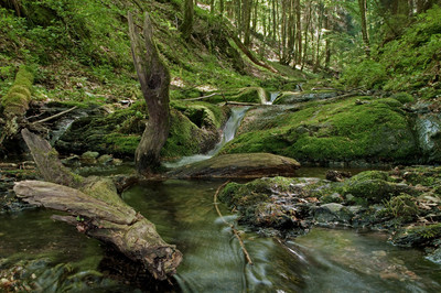 sprudelndes Wasser im Wald