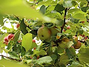 Streuobst-Apfel am HdN