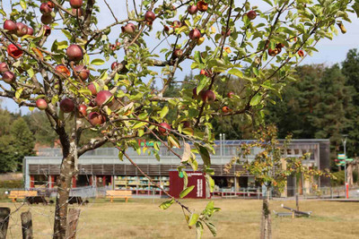 Apfelbaum mit HdN im Hintergrund