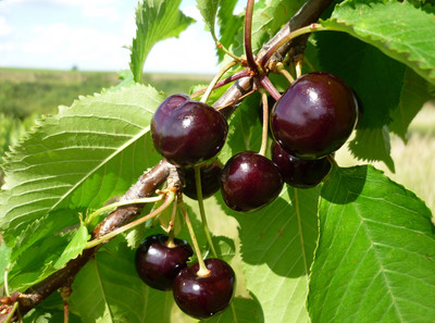 Große schwarze Kirschen an einem Zweig