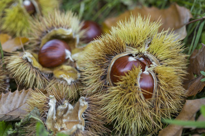 Esskastanien auf Waldboden