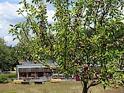 Apfelbaum vor HdN